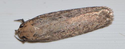 Réf. 206 687 : Platyedra subcinerea